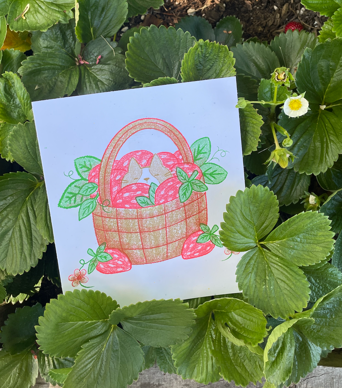 Strawberry Cat print